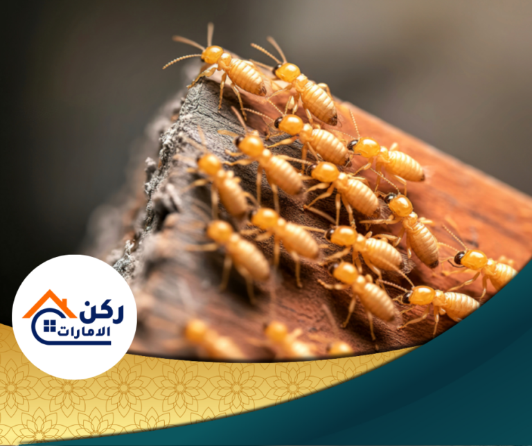 شركة مكافحة الرمة