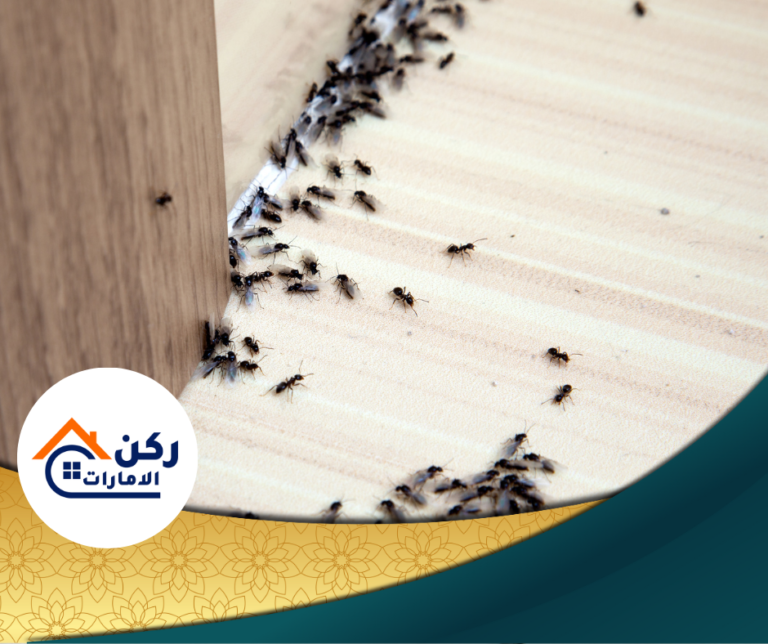 شركة مكافحة النمل الاسود