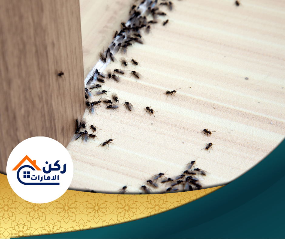 شركة مكافحة النمل الاسود