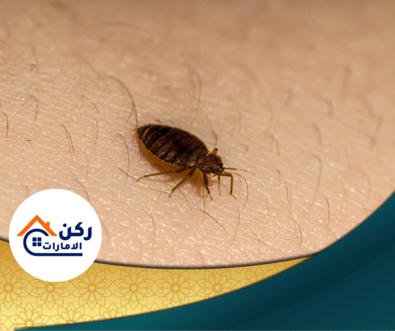شركة مكافحة بق الفراش