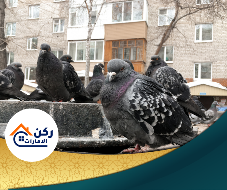 شركة مكافحة الحمام