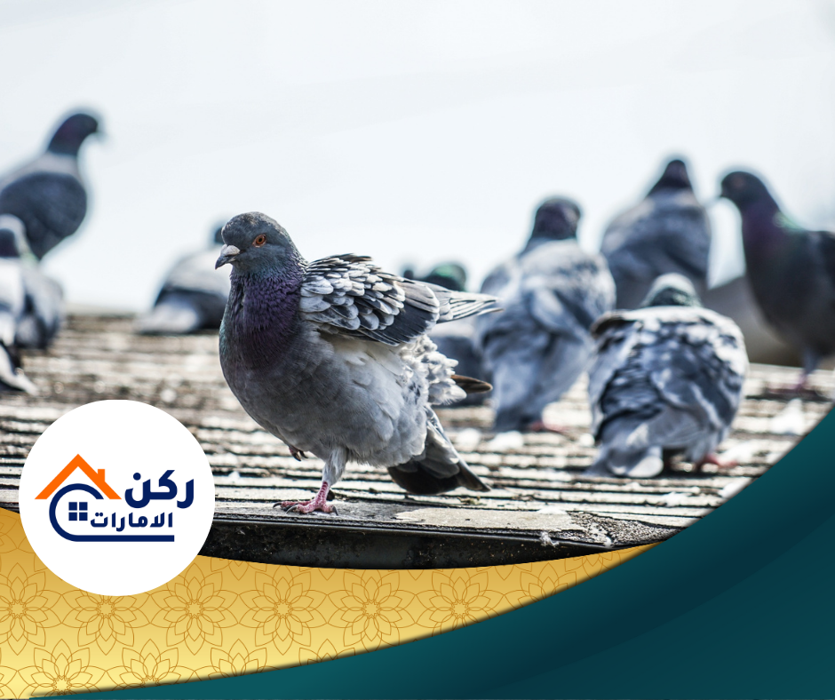 شركة تركيب طارد الحمام