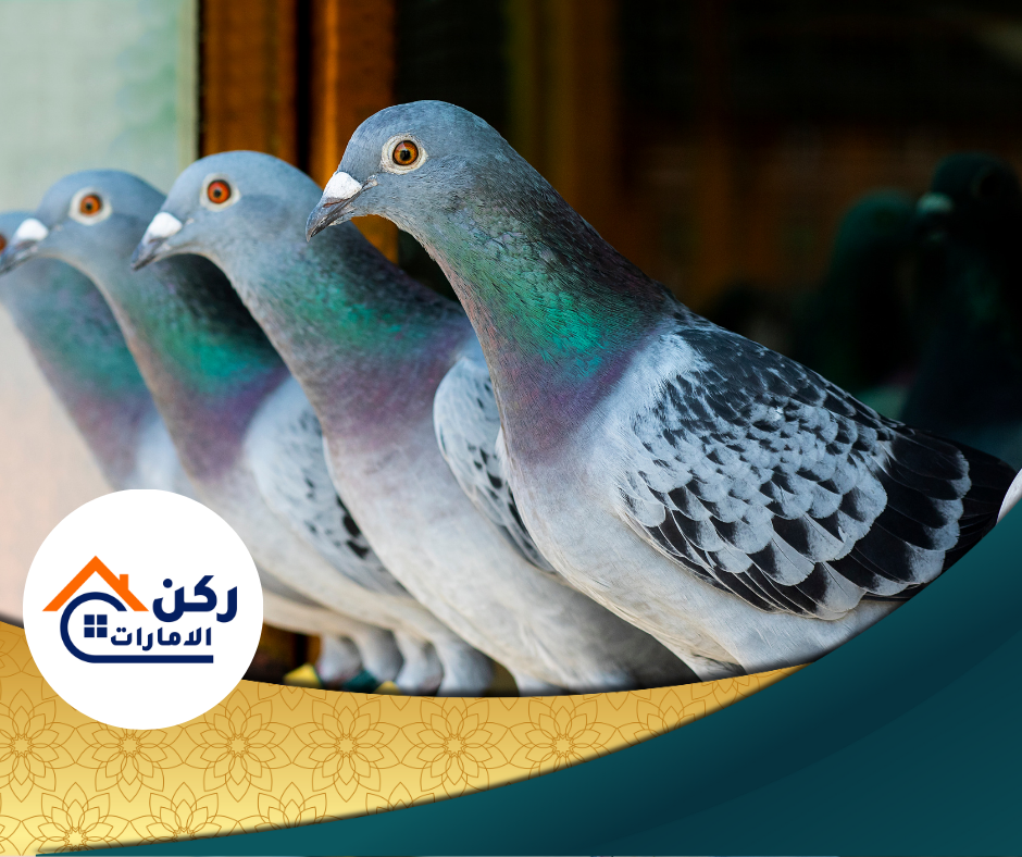 شركة تركيب شبك