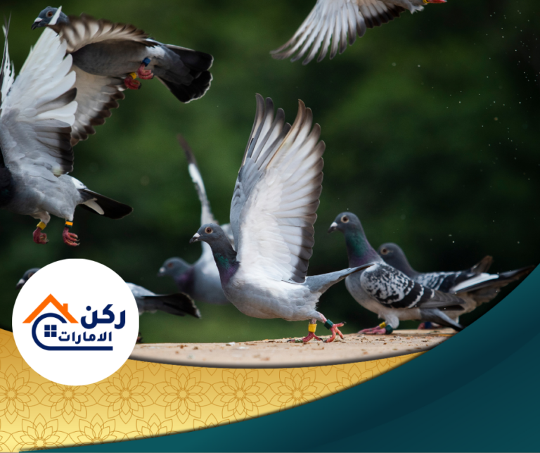 شركة طرد حمام