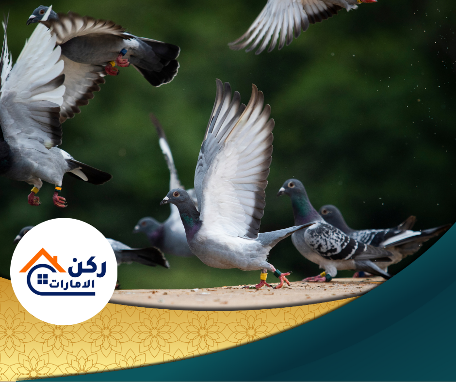 شركة طرد حمام